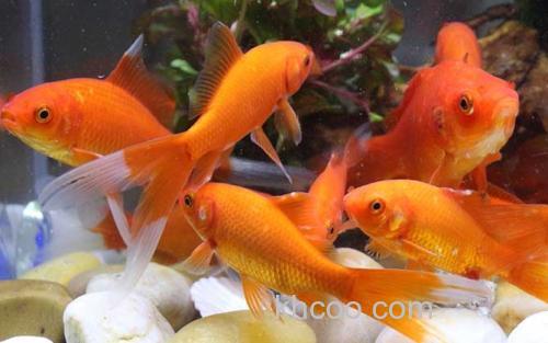 金鱼_1