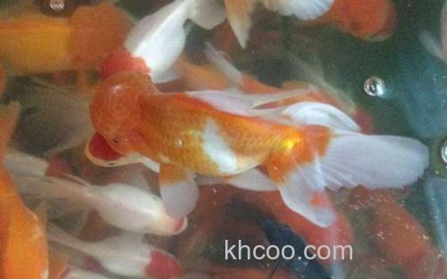 小金鱼_3