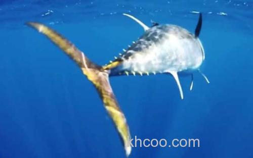 北方蓝鳍金枪鱼_1