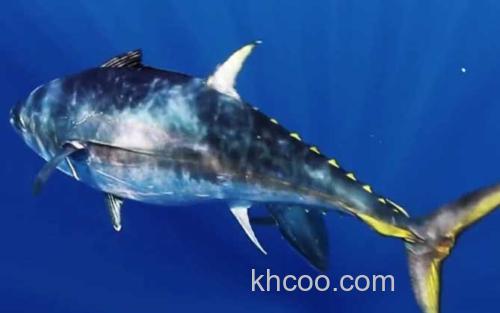 金枪鱼_1