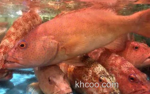 红星石斑鱼_2