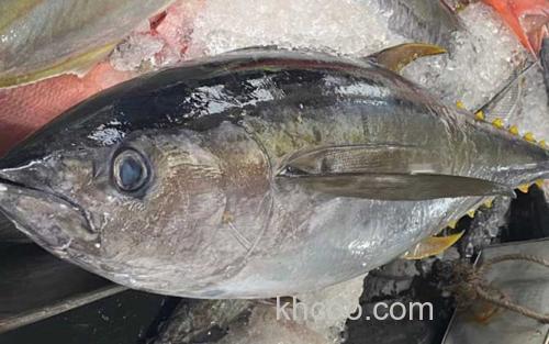鲔鱼_0