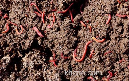 蚯蚓_1