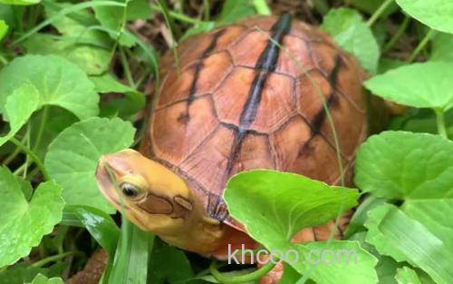 越南金钱龟_1