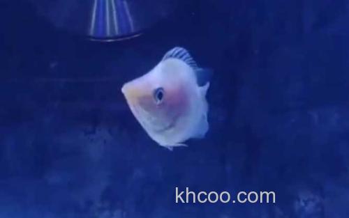 接吻鱼_2