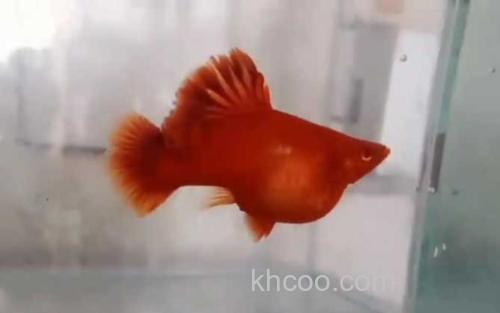 红箭鱼_2