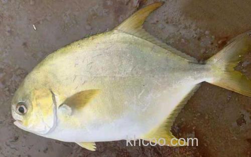 金鲳鱼_0