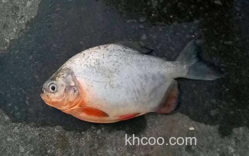 淡水白鲳_1