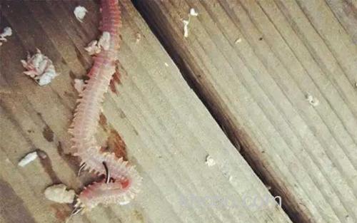 沙蚕_1
