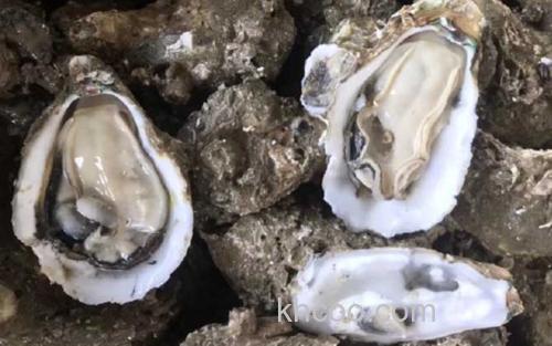 生蚝_3