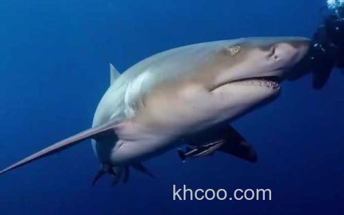 大白鲨_3
