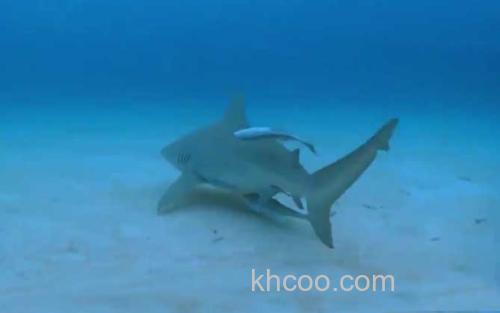牛鲨_7