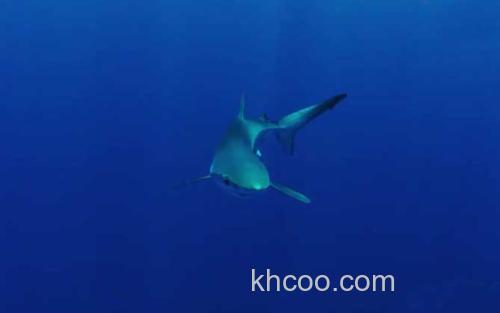 大青鲨_8