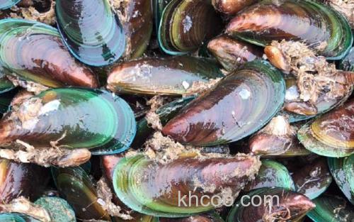 贻贝_2