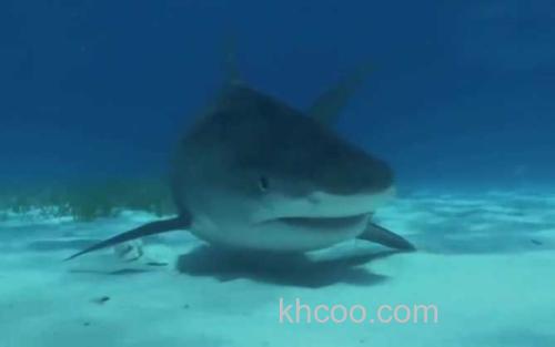 公牛真鲨_8
