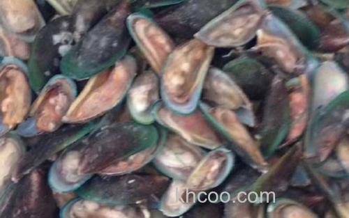 贻贝_1
