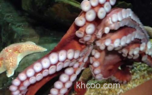 北太平洋巨型章鱼_3