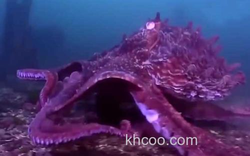 北太平洋巨型章鱼_1