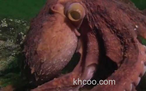 北太平洋巨型章鱼_0