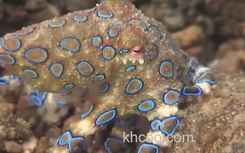蓝环章鱼_1