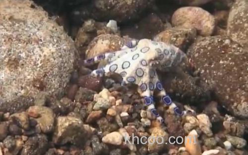 蓝环章鱼_3