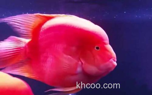 红元宝鹦鹉鱼_0
