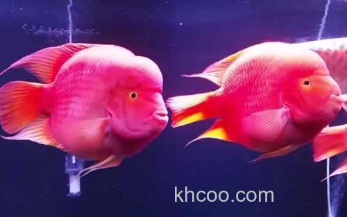红元宝鹦鹉鱼_1