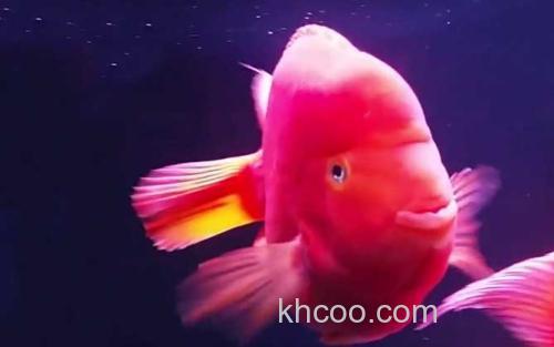 红元宝鹦鹉鱼_2