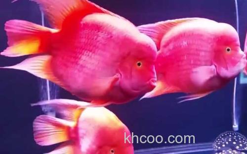 红元宝鹦鹉鱼_3