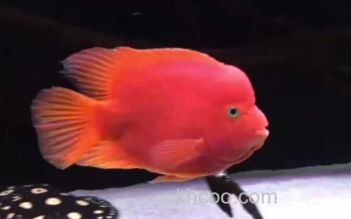 金刚鹦鹉鱼_1