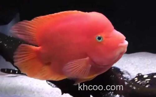 金刚鹦鹉鱼_2