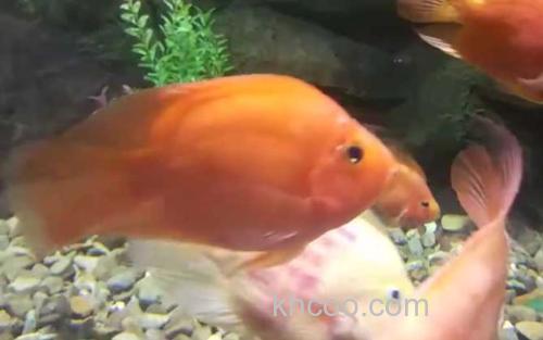 红鹦鹉鱼_2