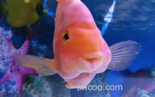 红鹦鹉鱼_1