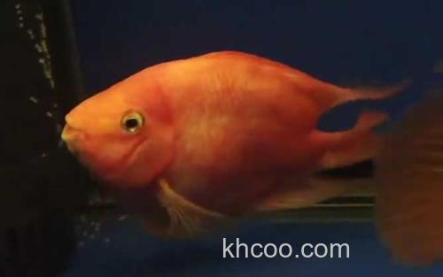 鹦鹉鱼_0