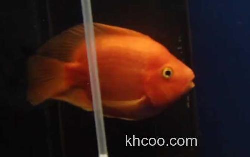 鹦鹉鱼_0