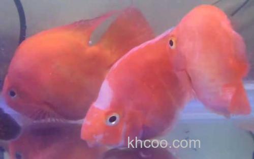 血鹦鹉鱼_2