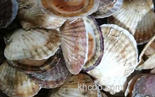 扇贝_2