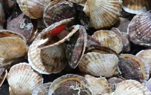 扇贝_0