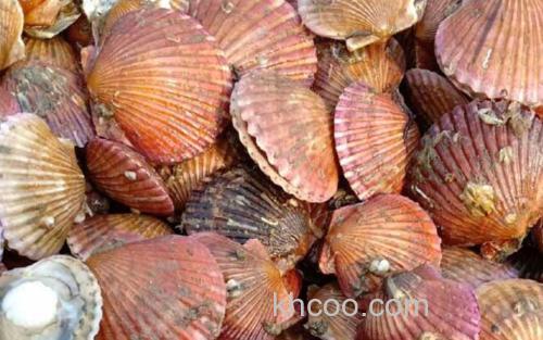 扇贝_0