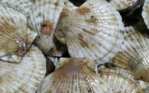 扇贝_0