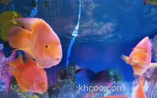 鹦鹉鱼_4