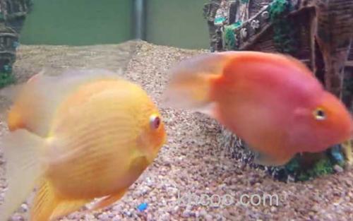 鹦鹉鱼_5