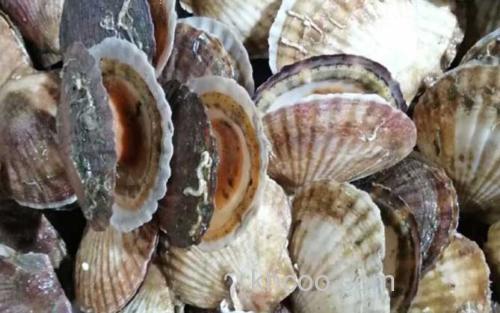 扇贝_2