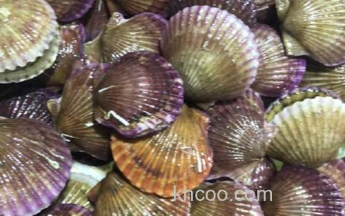 扇贝_0