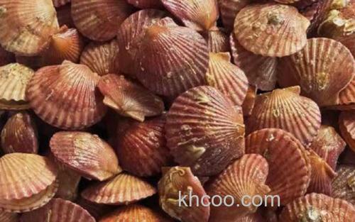 扇贝_2
