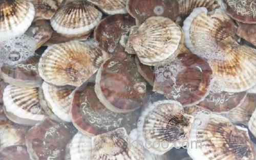 扇贝_0