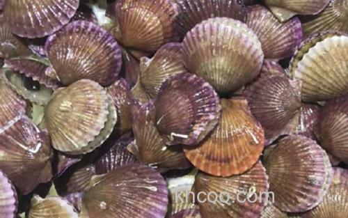 扇贝_2