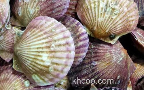 扇贝_1