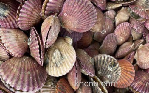 扇贝_1