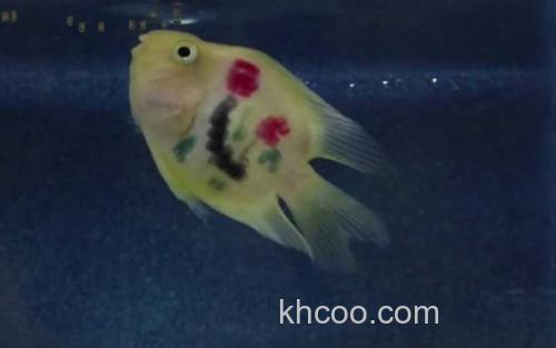 鹦鹉鱼_1
